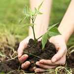 Plant a Tree